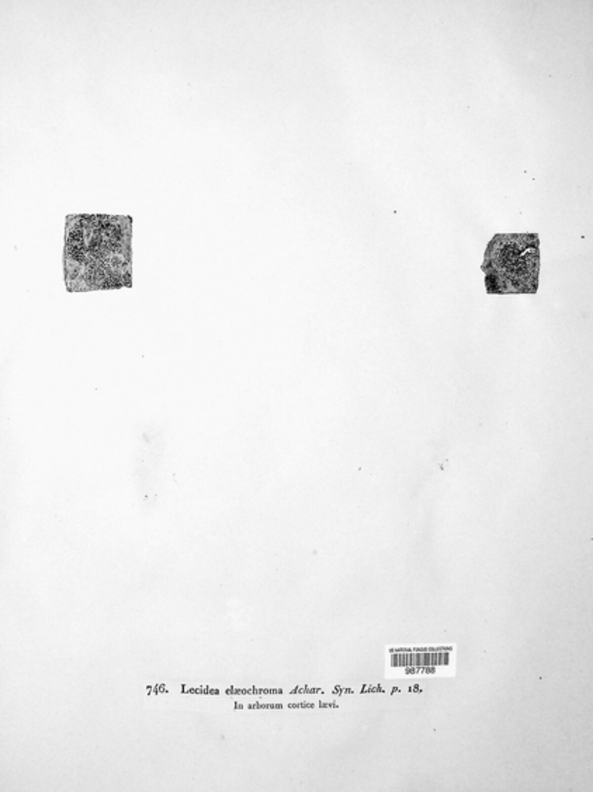 Lecidella elaeochroma image